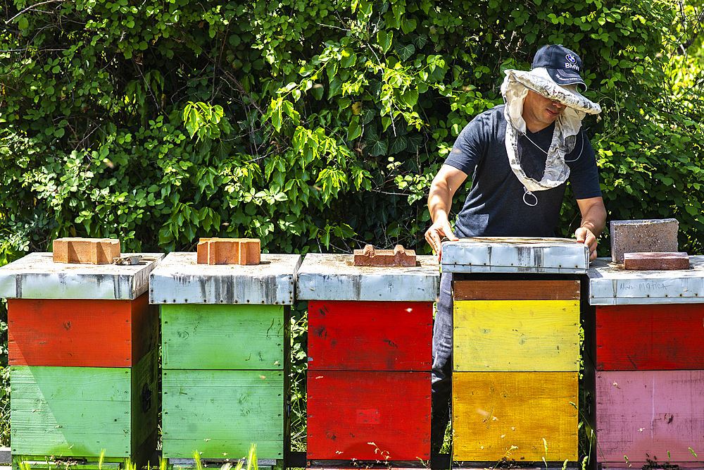 Beekeeper with colourful hives, in Ubli, Montenegro, Europe