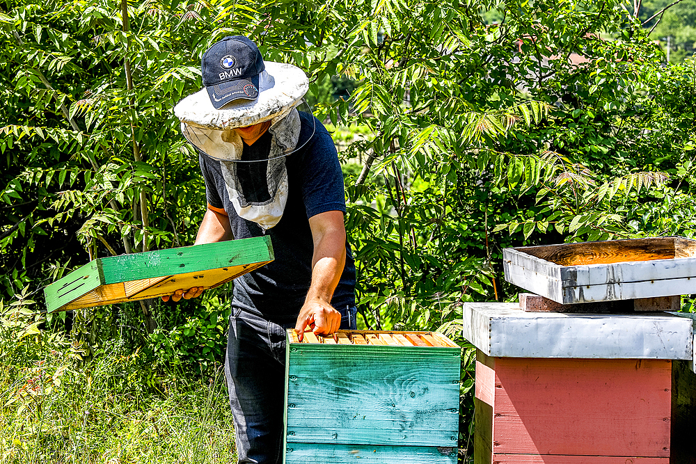 Beekeeper in Ubli, Montenegro, Europe