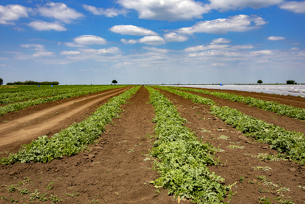 Watermelon plantation in Timis province, Romania, Europe