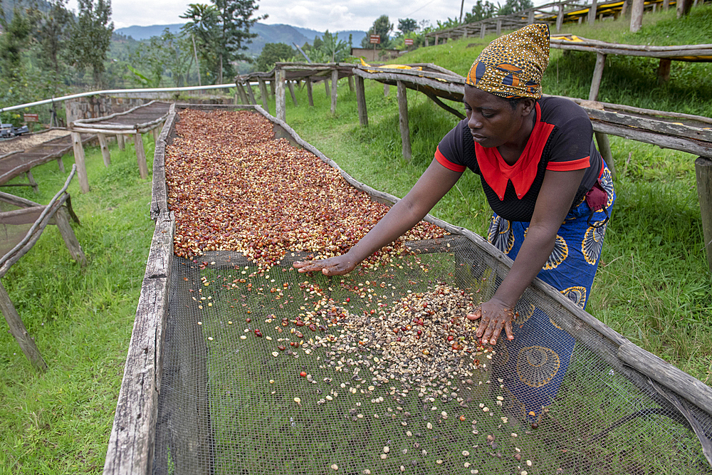 Abakundakawa Coffee Grower's Cooperative, Minazi coffee washing station, Gakenke district, Rwanda, Africa