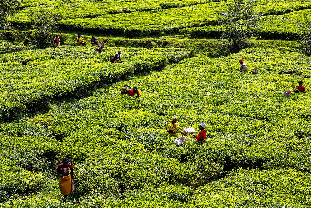 Women picking tea in tea plantation in northern Rwanda, Africa