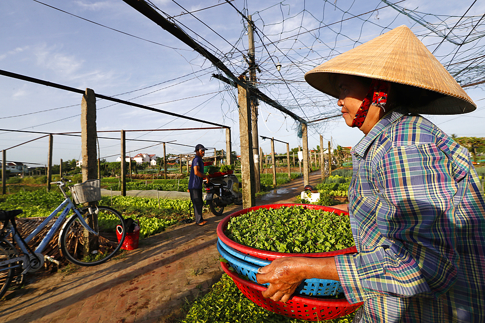 Farmer at work, agriculture, organic vegetable gardens in Tra Que Village, Hoi An, Vietnam, Indochina, Southeast Asia, Asia