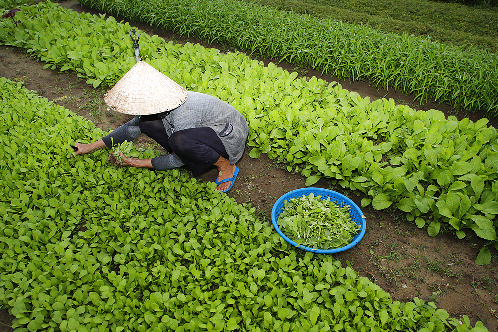 Farmer at work, agriculture, organic vegetable gardens in Tra Que Village, Hoi An, Vietnam, Indochina, Southeast Asia, Asia