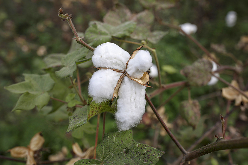 Close up of cotton boll in cotton field in Babra, Maharashtra, India, Asia