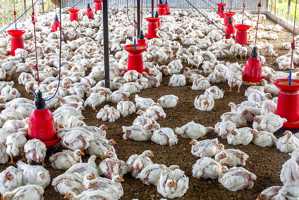 Chicken coop in Babra, Maharashtra, India, Asia