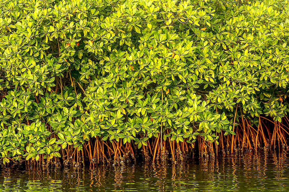 Mangrove on a waterway in Saloum, Senegal, West Africa, Africa