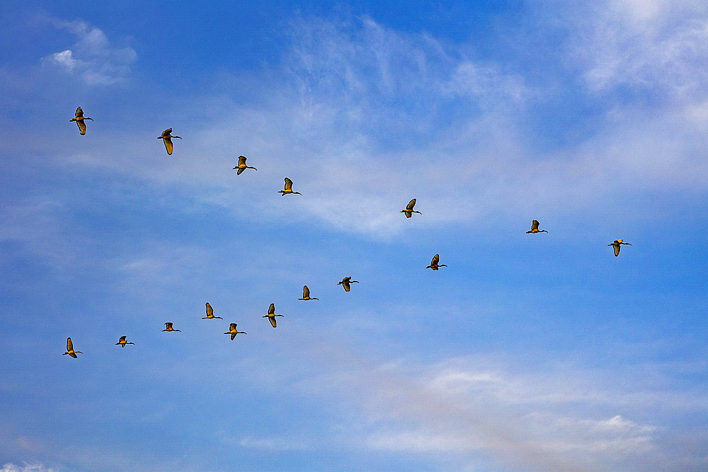 Birds flying over the Saloum river delta in Senegal, West Africa, Africa