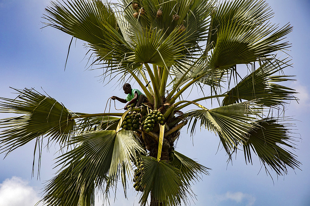 Man fetching fruit in a palmyra palm tree in Thiaoune, Senegal, West Africa, Africa