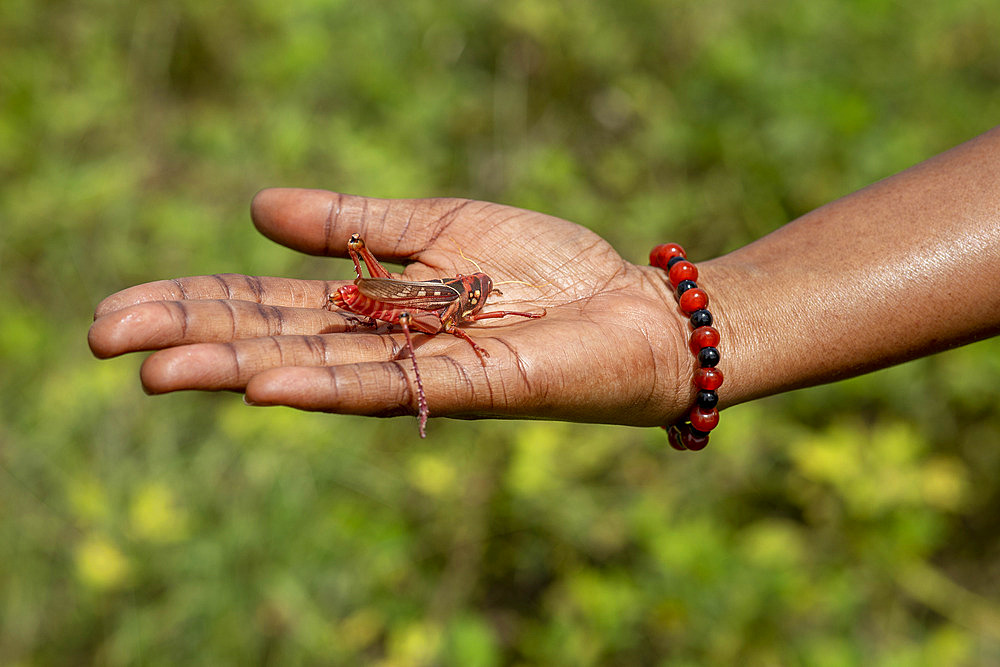 Grasshopper in hand in Toubacouta, Senegal, West Africa, Africa