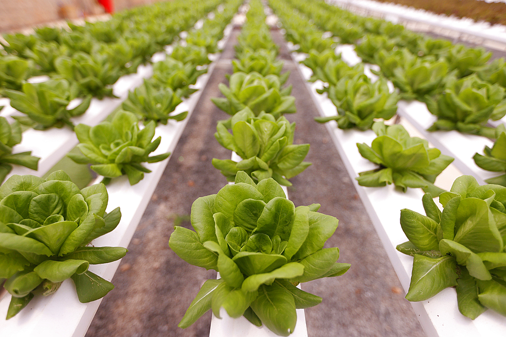 Rows of lettuce in a greenhouse, Organic hydroponic vegetable farm, Dalat, Vietnam, Indochina, Southeast Asia, Asia