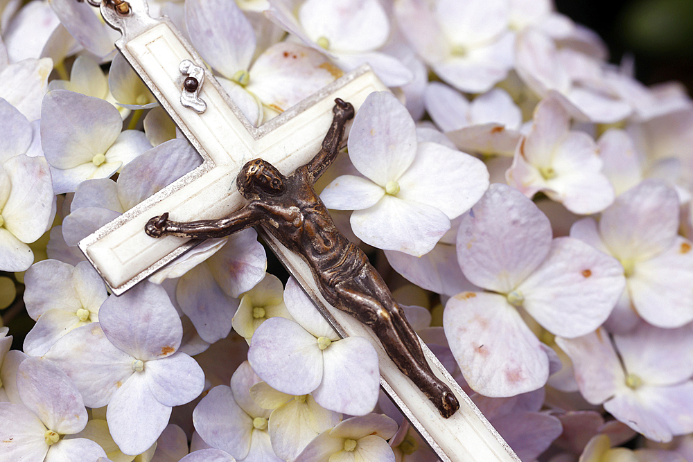 Prayer in nature, Catholic rosary beads with Jesus on hydrangea flower, Vietnam, Indochina, Southeast Asia, Asia