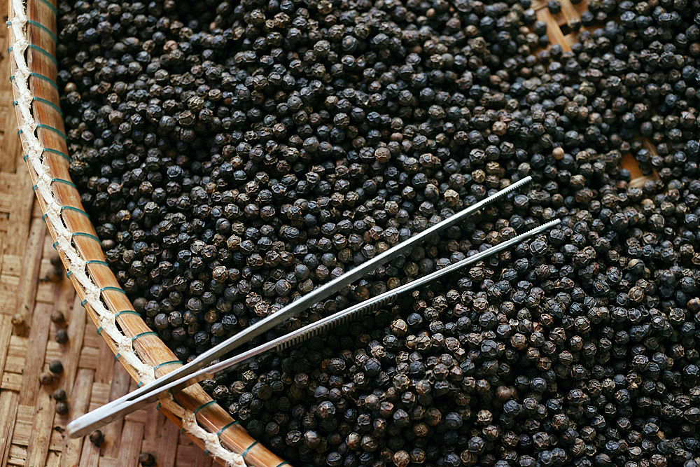 Famous Kampot black pepper, one of the best peppers in the world, Pepper farm, Kep, Cambodia, Indochina, Southeast Asia, Asia