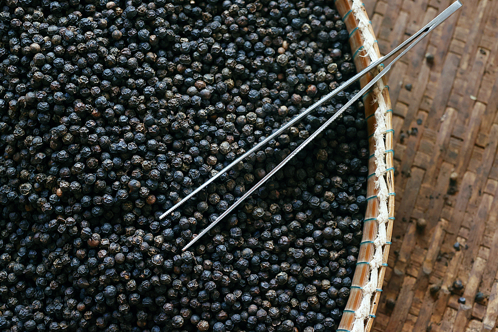 Famous Kampot black pepper, one of the best peppers in the world, Pepper farm, Kep, Cambodia, Indochina, Southeast Asia, Asia