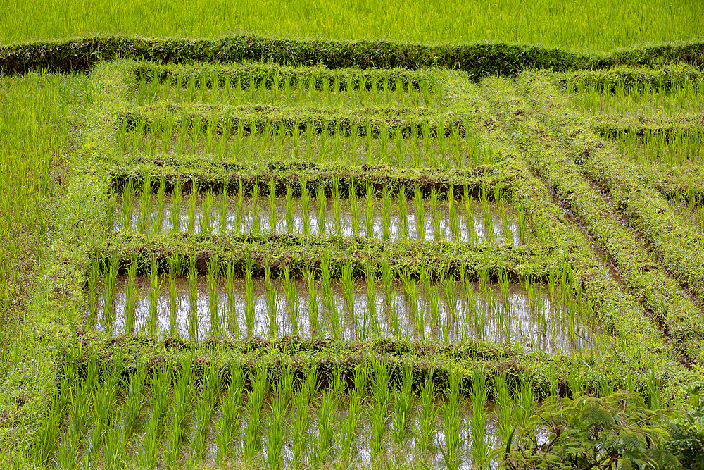 Rice fields near Muhanga, Rwanda, Africa