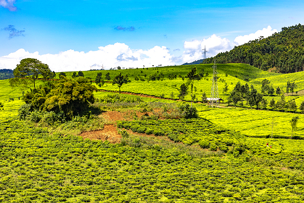 Tea estate in western province, Rwanda, Africa