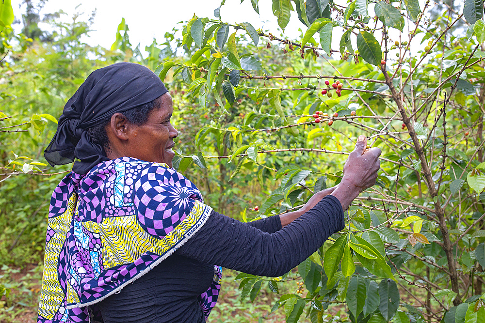 Coffee bean harvest in southern Rwanda, Africa