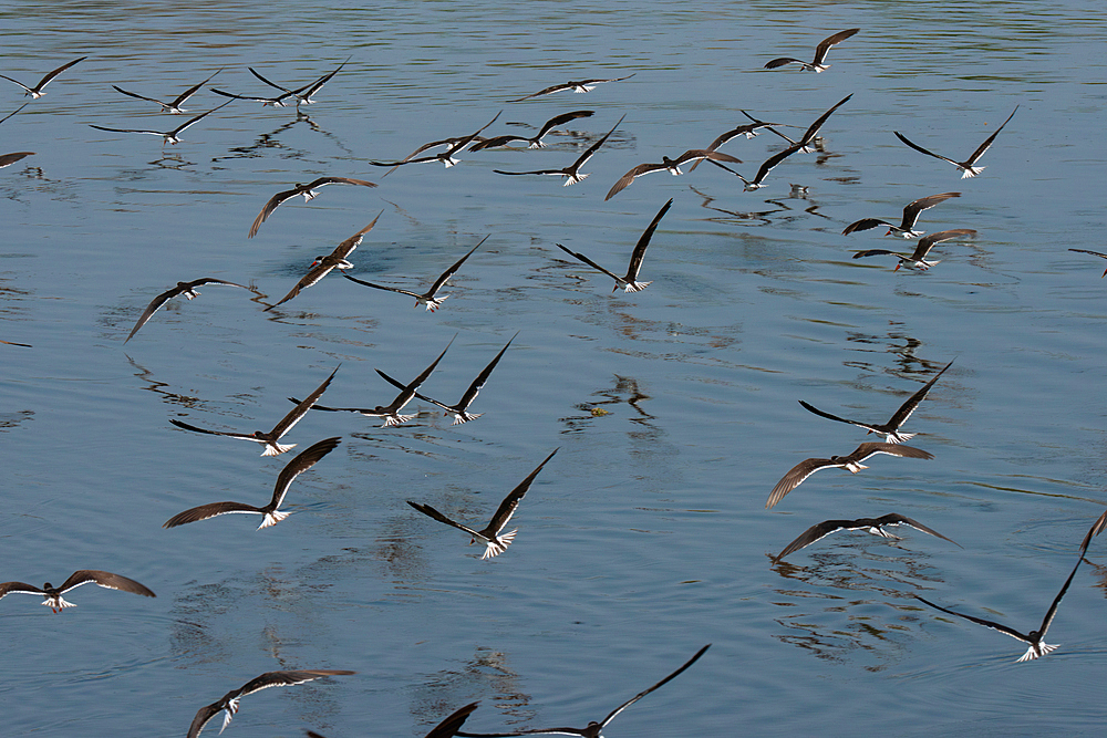 Flight of African skimmers along the Nile river, Murchison Falls National Park, Uganda, East Africa, Africa