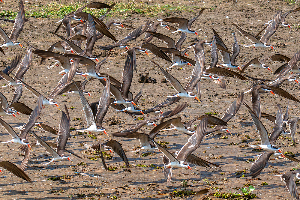 Flight of African skimmers along the Nile river, Murchison Falls National Park, Uganda, East Africa, Africa