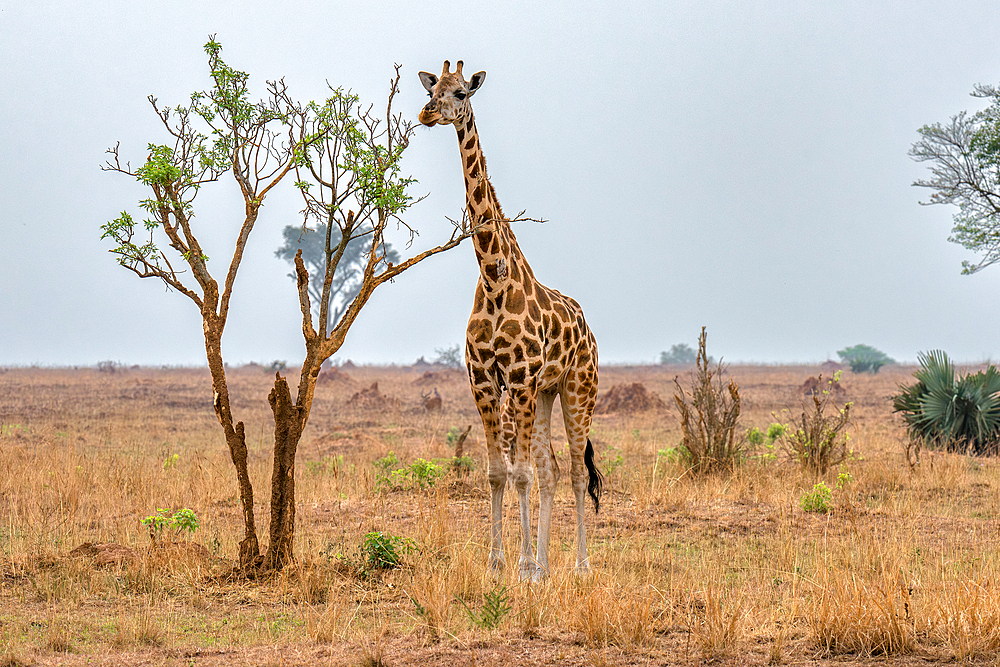 Rothschild giraffe in Murchison Falls National Park, Uganda, East Africa, Africa