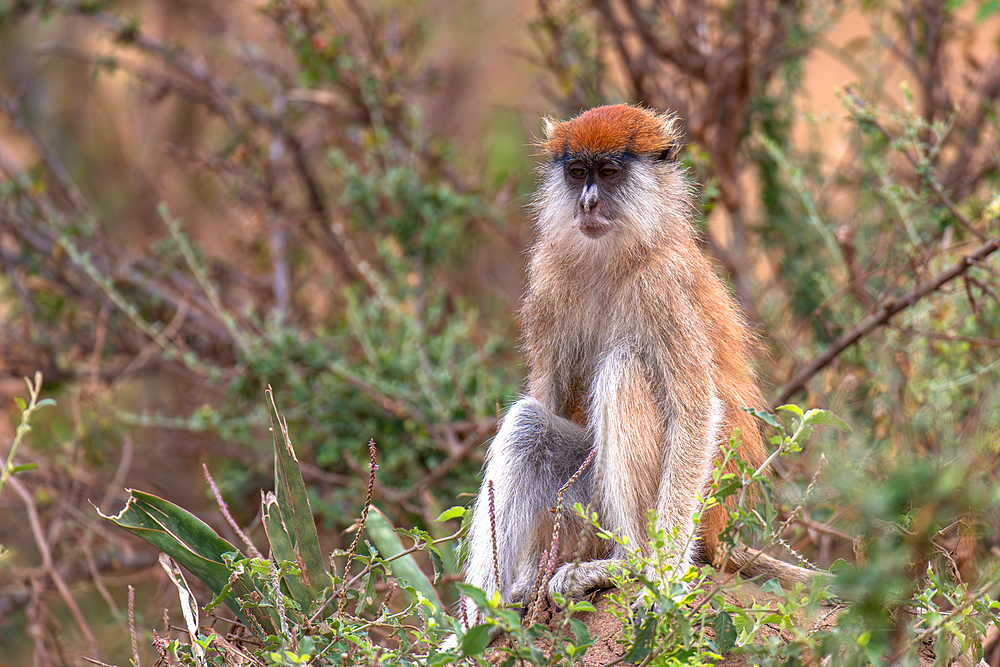 Vervet monkey in Murchison Falls National Park, Uganda, East Africa, Africa