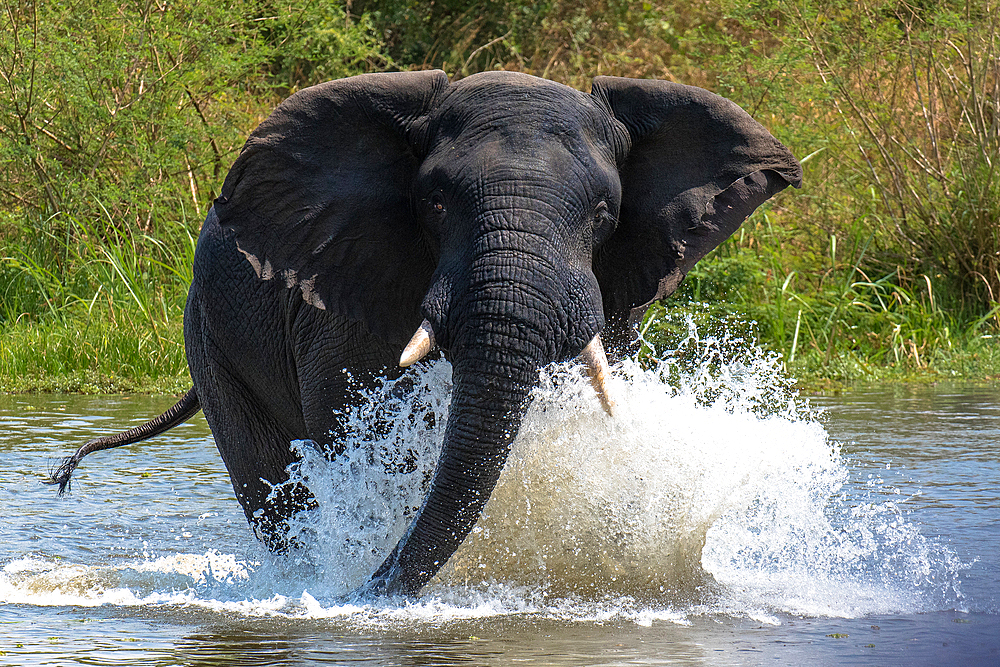 Angry elephant, Murchison Falls National Park, Uganda, East Africa, Africa