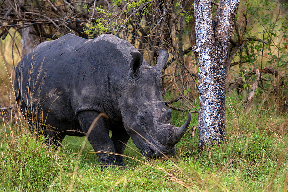 White Rhinoceros at Ziwa Rhino Sanctuary, Uganda, East Africa, Africa