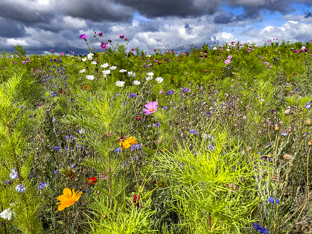 Flower field and cloudy sky in Anjou, Eure, France