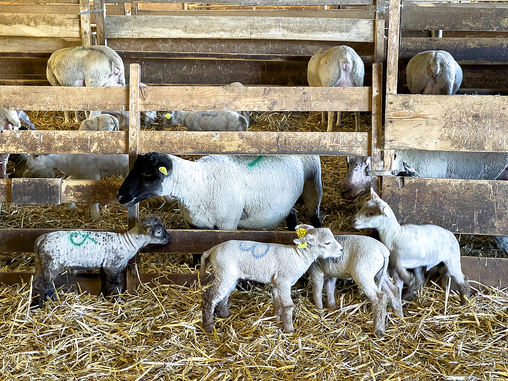 Ewes and lambs in a stable in Le Mesnil en Ouche, Eure, France