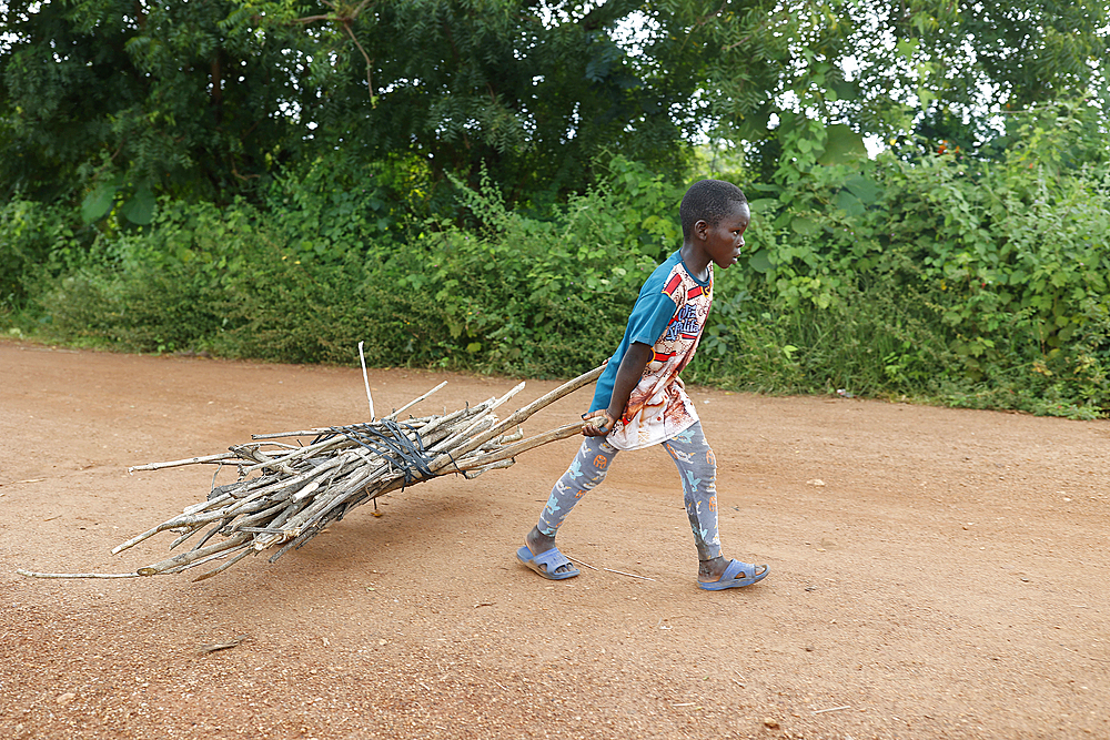 Boy fetching wood in Takpatchiomey, Couffo, Benin, West Africa, Africa