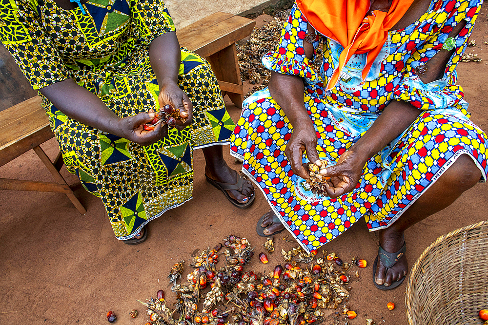 Villagers processing palm fruit for oil in Dokoue, Benin, West Africa, Africa