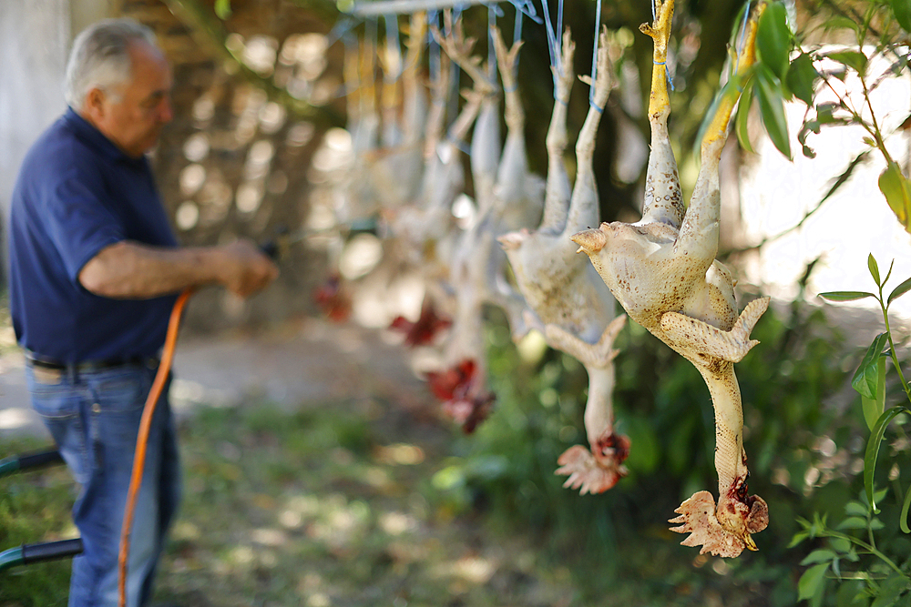 Plucked chickens, Saint-Sauveur-en-Puisaye, Yonne, Bourgogne-Franche-Comte, France, Europe