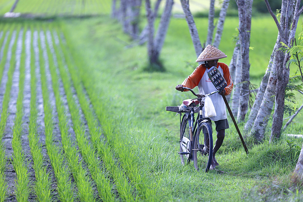 Young rice sprouts in a field, Yogyakarta, Java, Indonesia, Southeast Asia, Asia, Asia