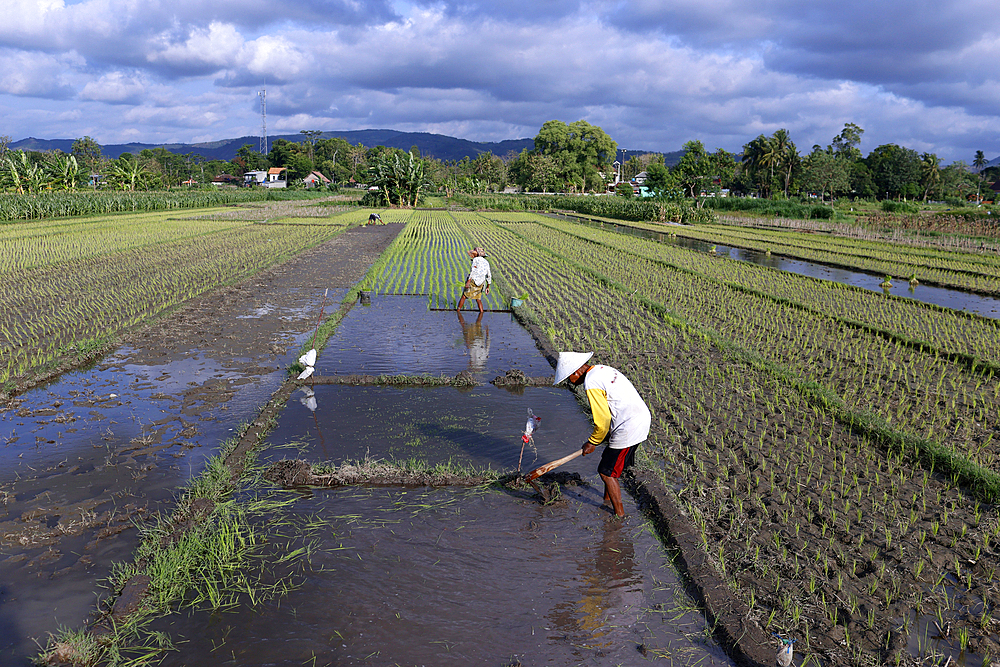 Farmer planting rice seedlings, young rice sprouts in a field, Yogyakarta, Java, Indonesia, Southeast Asia, Asia, Asia