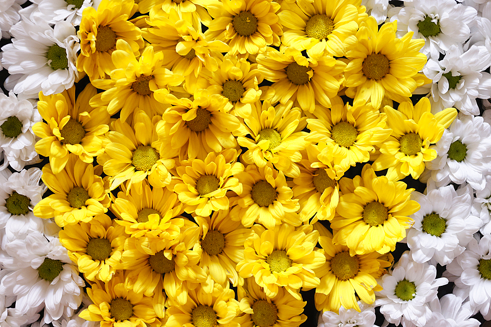 White and yellow flowers in a bowl, flower decoration, Yogyakarta, Java, Indonesia, Southeast Asia, Asia, Asia