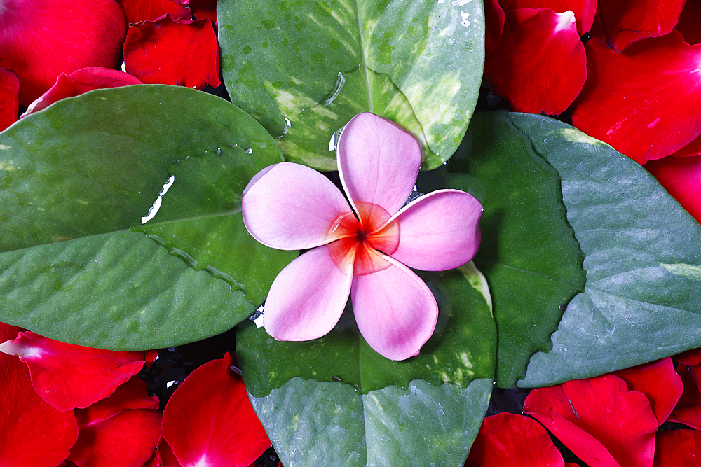 Pink flower with red rose petals, flower decoration, Yogyakarta, Java, Indonesia, Southeast Asia, Asia, Asia