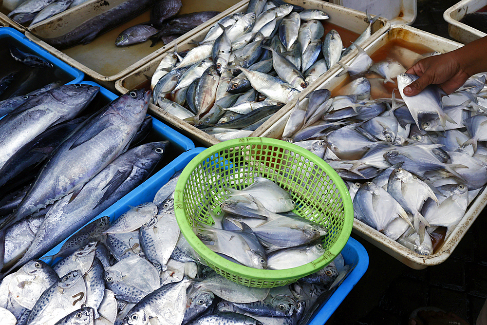 Fresh fish for at traditional food market. Surabaya. Indonesia.