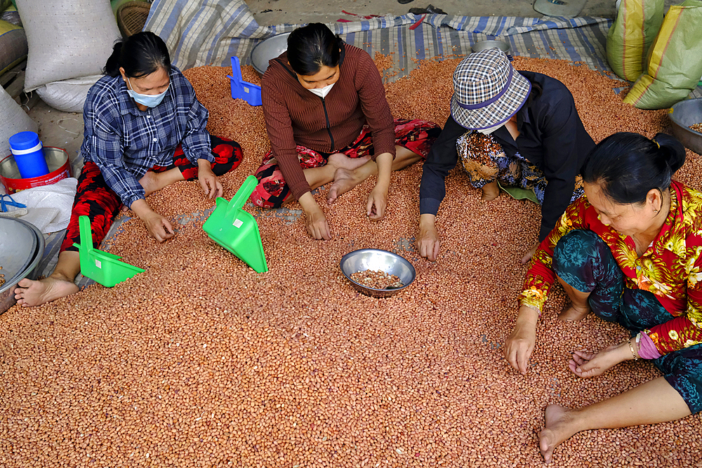 Peanut production factory. Workers sorting peanuts by size and quality. Tan Chau. Vietnam.