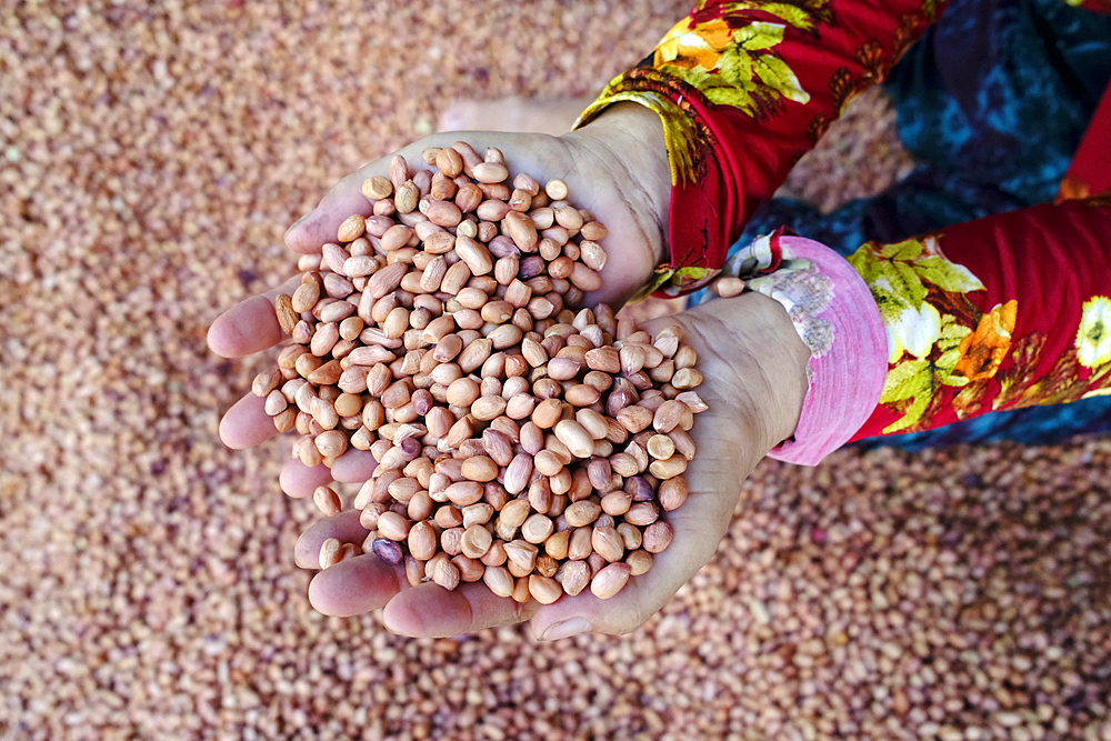 Peanut production factory. Workers sorting peanuts by size and quality. Tan Chau. Vietnam.