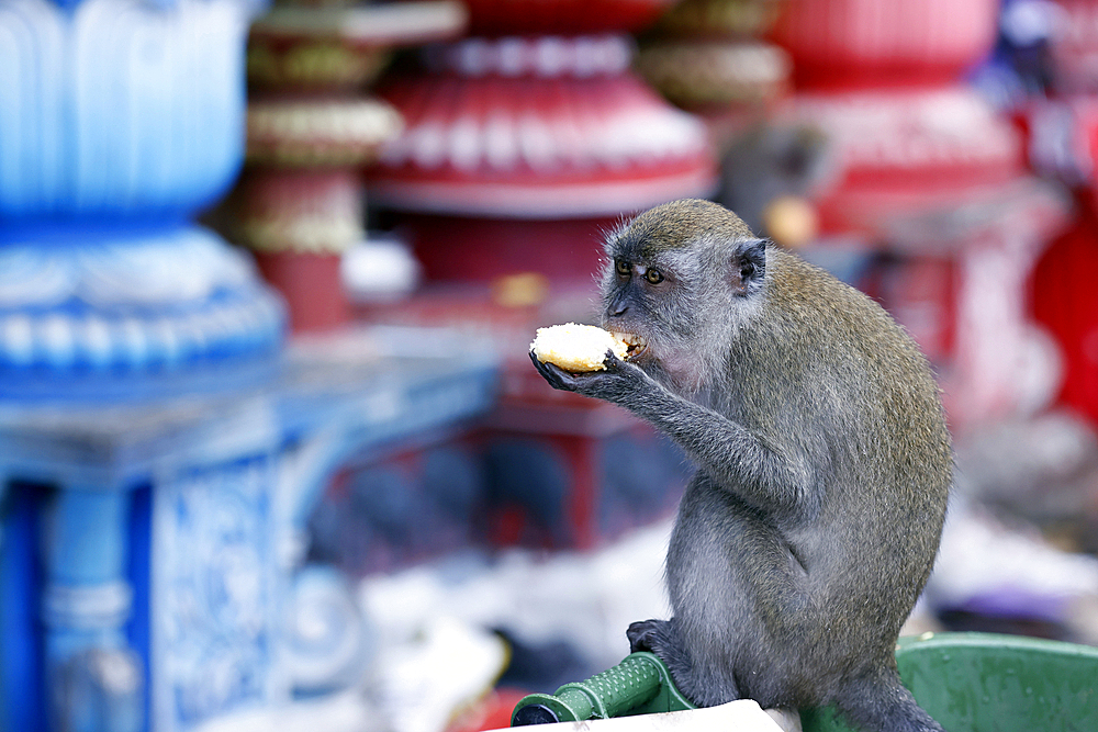 Wild monkey at the Batu cave Hindu temple. Kuala Lumpur. Malaysia.