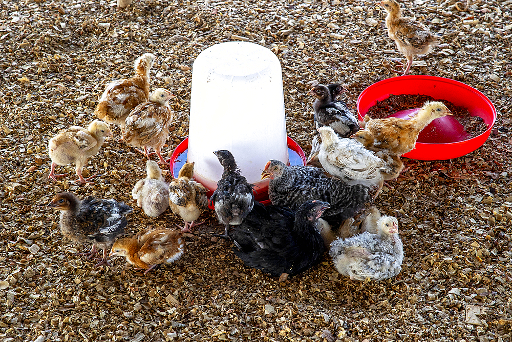 Farm in Djidje, Benin. Chicken coop
