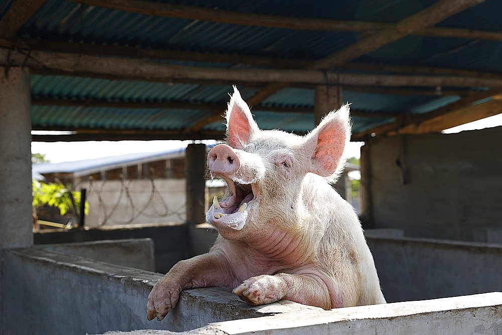 Farm in Djidje, Benin. Pig in barn