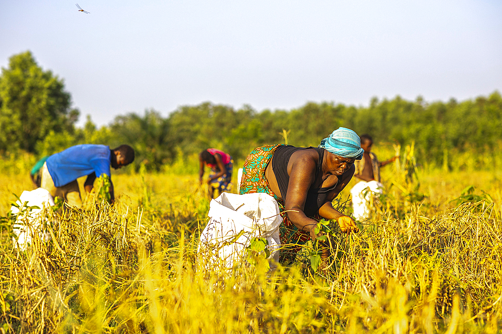 Bean harvest in Lobogo, Benin