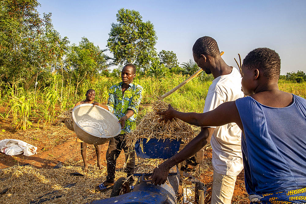Seeding beans after harvest in Lobogo, Benin