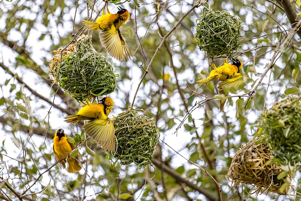 Black-headed weaver, Pain Upe wildlife reserve, Uganda