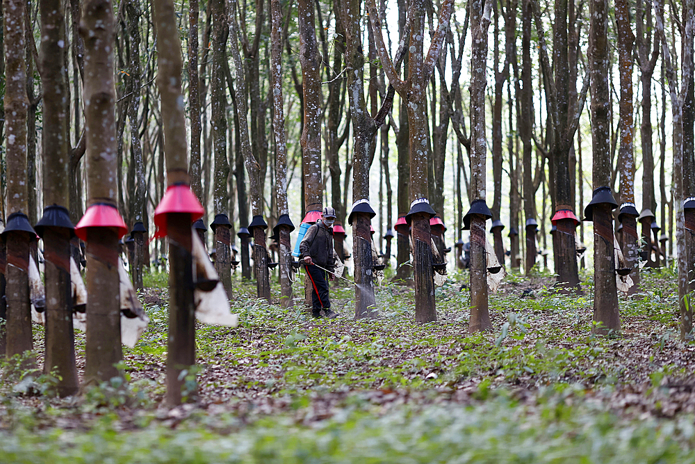 Rubber plantation in the highlands region. Latex. Kontum. Vietnam.
