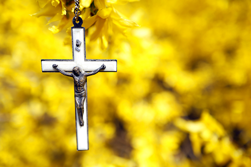 Broom in bloom in spring. Crucifix on a yellow background.