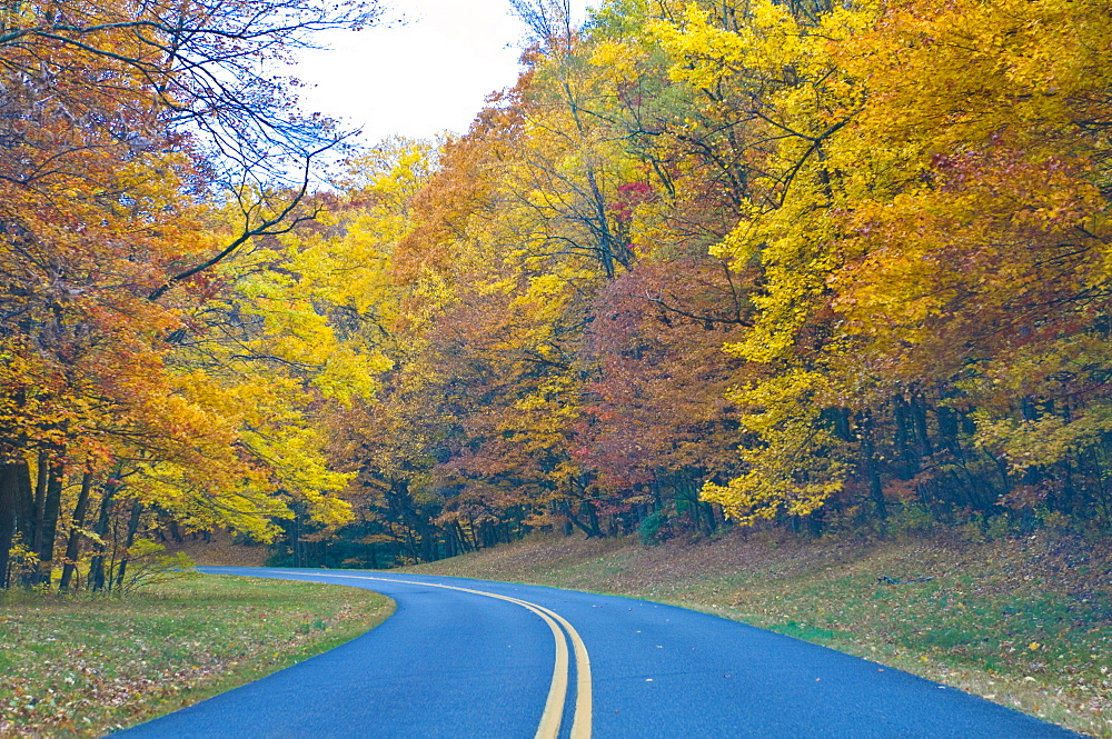 Road leading through trees with colourful foliage in the Indian summer, Blue Ridge Mountain Parkway, North Carolina, United States of America, North America