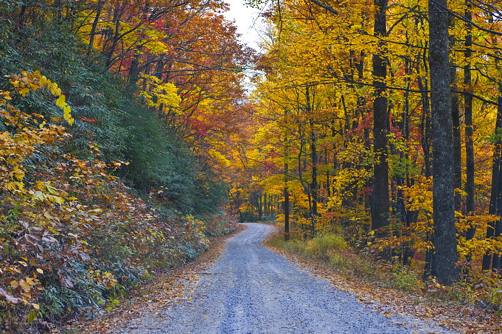 Road leading through trees with colourful foliage in the Indian summer, Blue Ridge Mountain Parkway, North Carolina, United States of America, North America