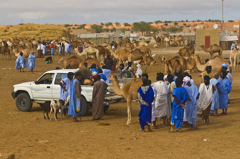 Men trading camels at the camel market of Nouakchott, Mauritania, Africa