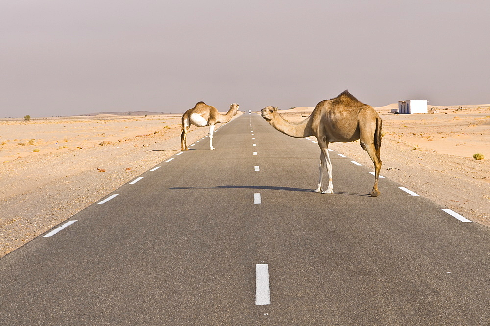 Camels standing on the road between Nouadhibou and Nouakchott, Mauritania, Africa